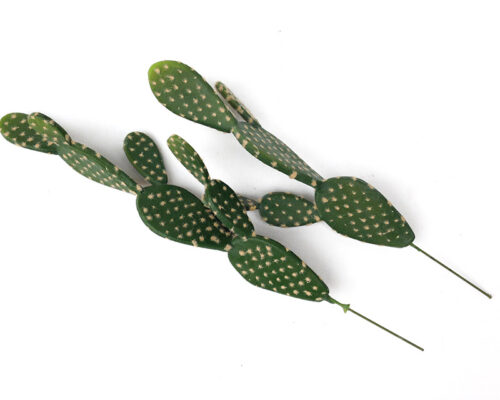 Pricky Pear Cactus stem