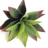 Artificial Agave Succulent
