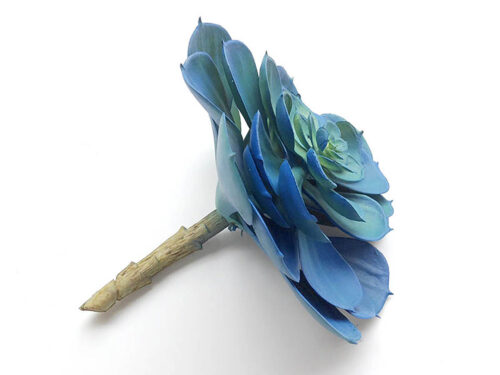 echeveria-stem-blue