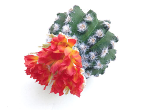 orange-bloom-barrel-cactus