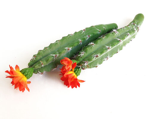 orange-bloom-column-cactus