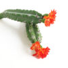 Artificial San Pedro Cactus