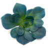 Teal Succulent, Artificial Echeveria