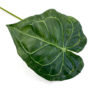 anthurium-leaf-faux