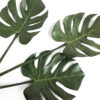 Split Leaf Philodendron, Monstera