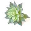 Frosted Echeveria, Artificial
