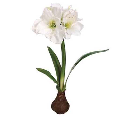 WHITE AMARYLLIS