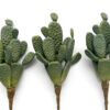 Faux Beavertail Cactus