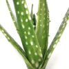Artificial Aloe
