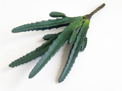 green-succulent-stem-
