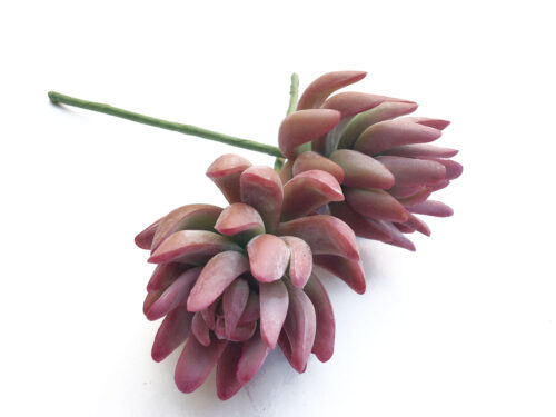 red-senecio-succulent