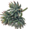 Faux Succulent Agave Pulvinata