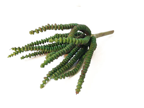 worm-succulent3