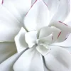Faux Echeveria White Rose