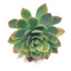Artificial Echeveria Succulent