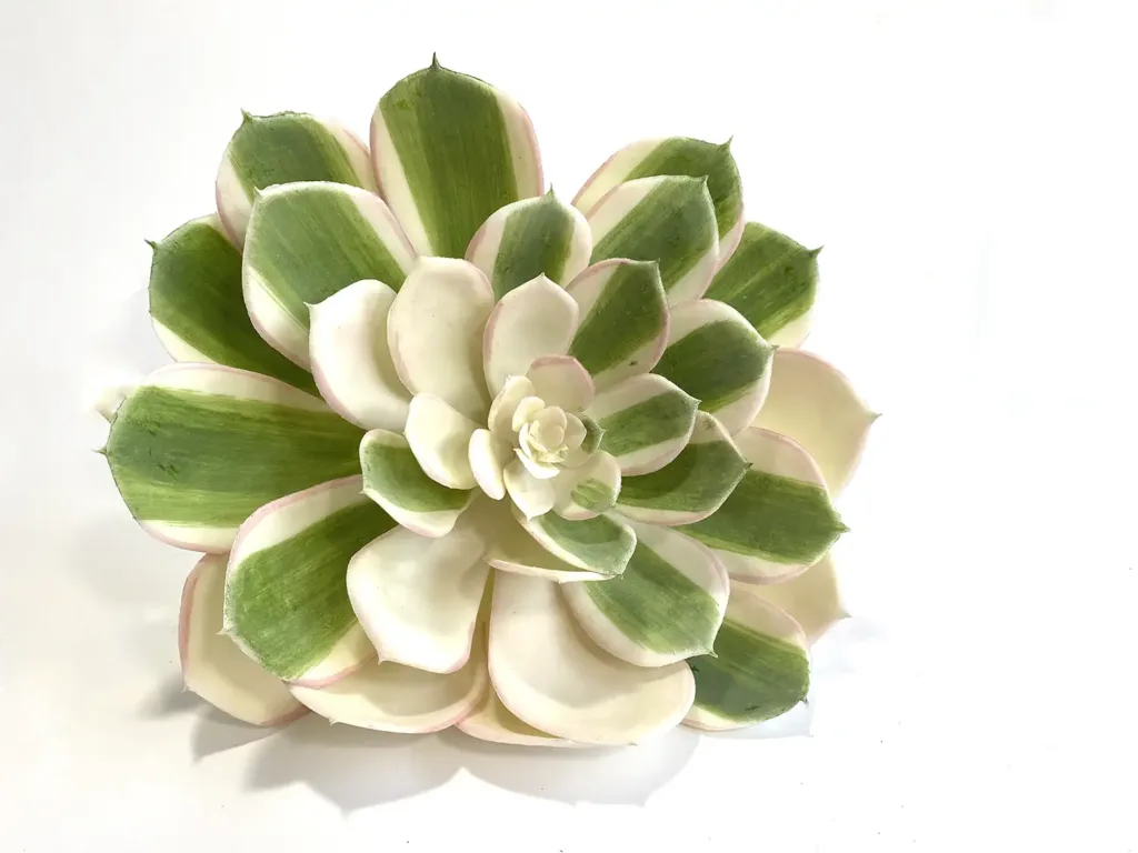 Large faux variegated echeveria