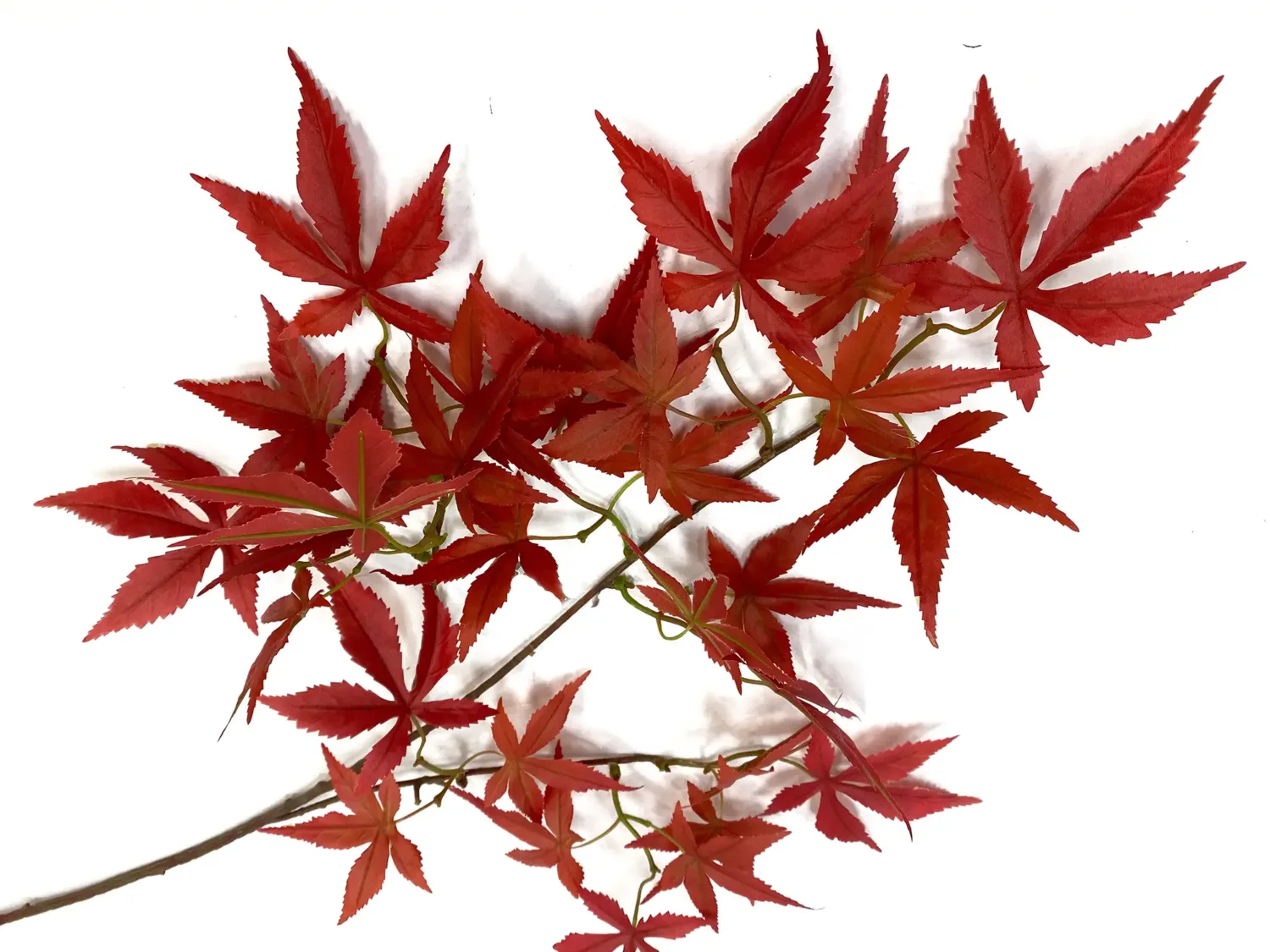 tall japanese maple stems