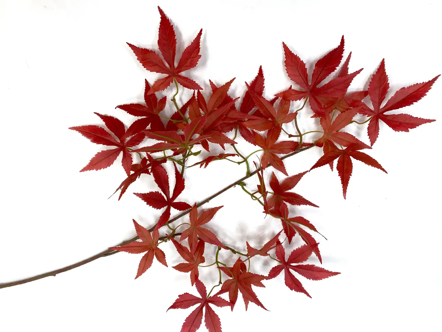 silk japanese maple in red