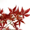 Faux Japanese Maple red