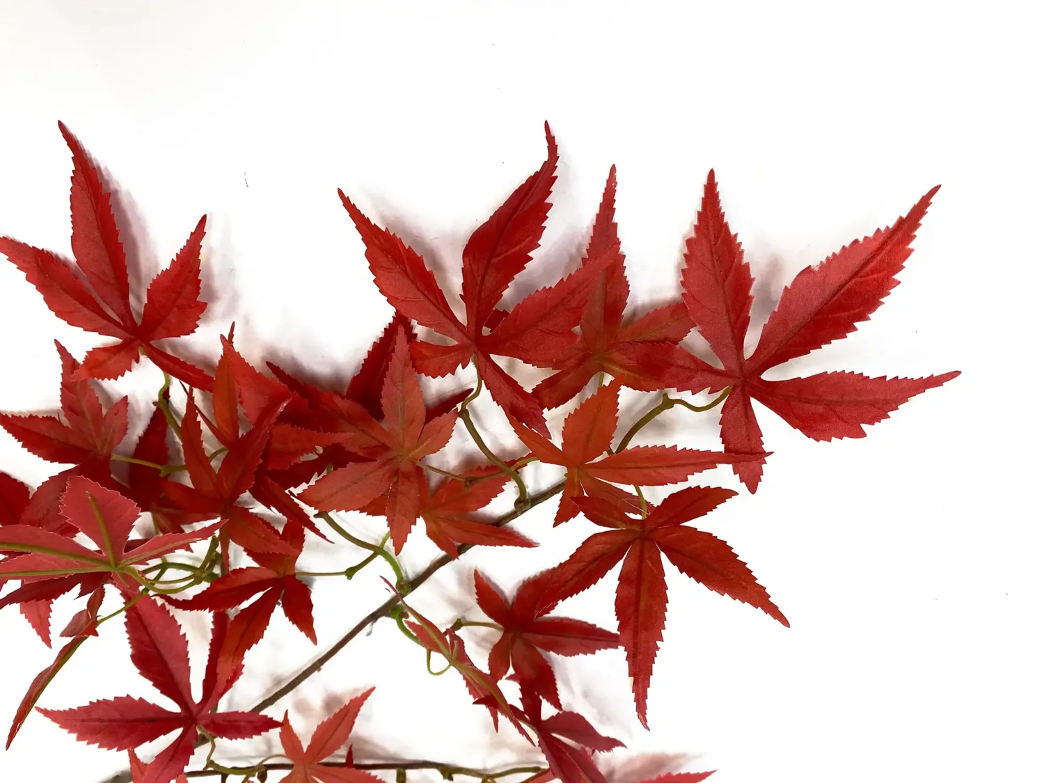 Faux Japanese Maple red